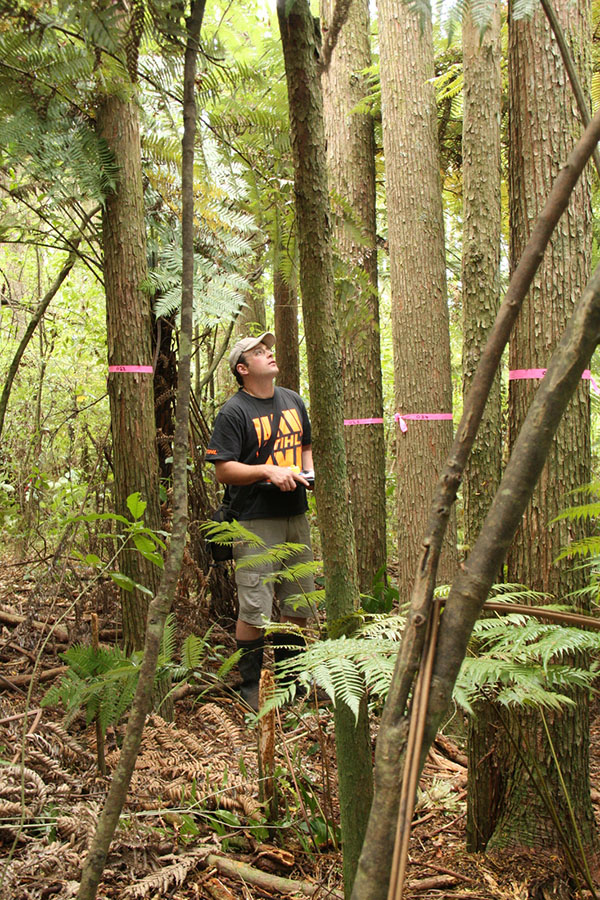 Totara measuring, 5 February 2013