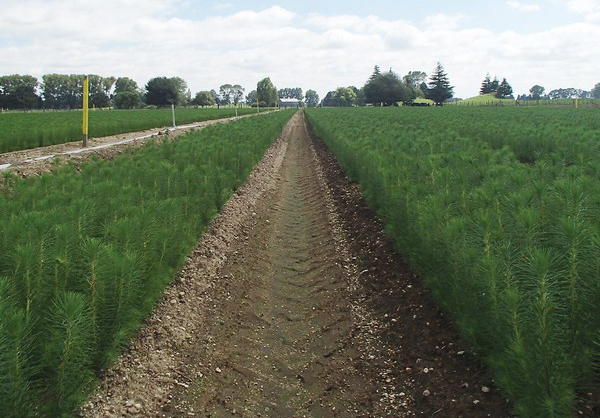 Fungicide-free radiata pine trial in open-ground nursery