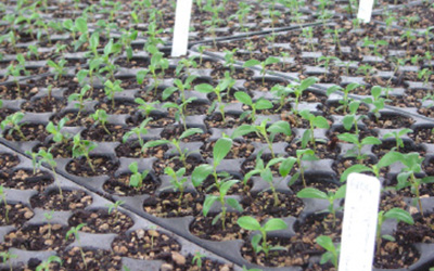 Plug-Trays-200711-400×250