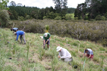 Putting the plan in the Mahurangi Action Plan: Planting and planning