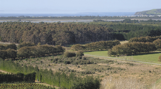 View From the Vineyard