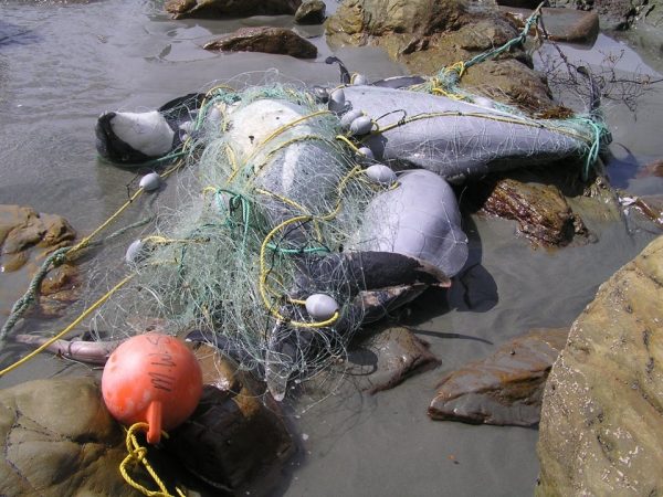 Netted and beached dolphins