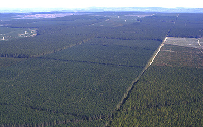 Open-ground indigenous plants establishment trials