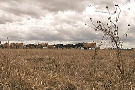 Northland drought, 2013