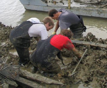 Marine farmers cleaning up derelict oyster lease