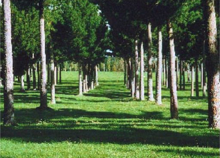 Agroforestry, Ben and Silvia Lee