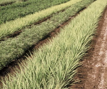 Open-Ground, Forest Research Institute