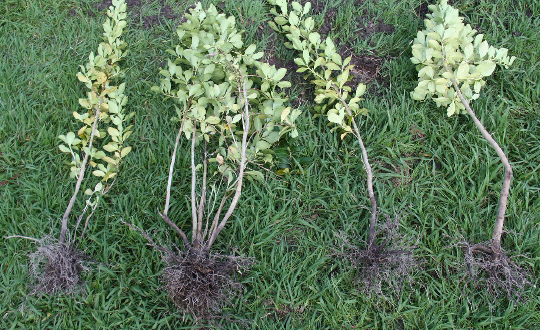 Root systems of karamu specimens, Goodall Reserve, 20120323