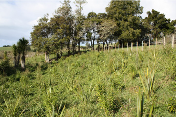 Open-ground plants measured by Tare Kaere