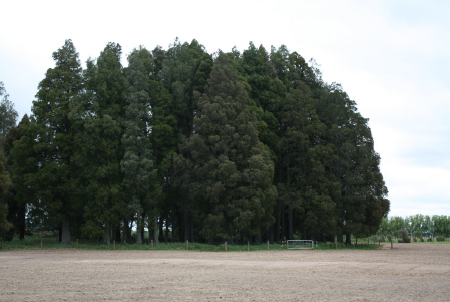 Armstrong-fenced kahikatea