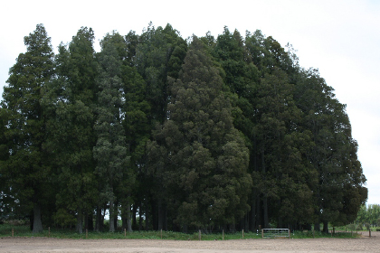 Armstrong-fenced kahikatea