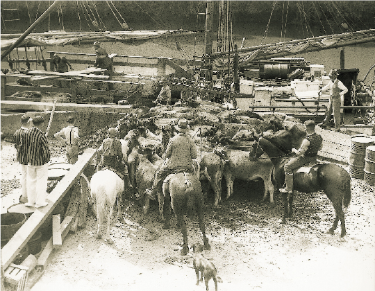 The Jane Gifford loading cattle at Warkworth