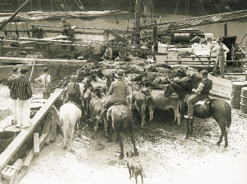 Loading cattle aboard the Jane Gifford at Warkworth