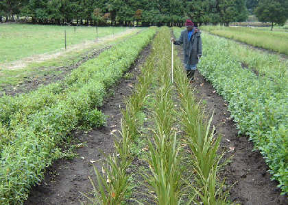 Open-ground plants measured by Tare Kaere