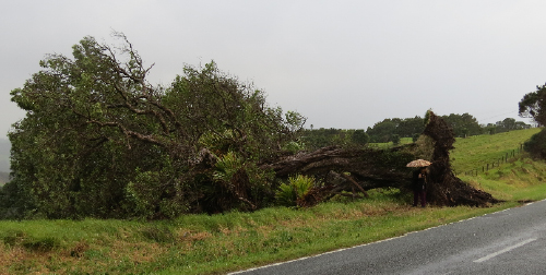 Notice Tree, 11 July 2014