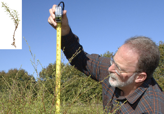 Ōmaha kānuka measured by Cimino Cole