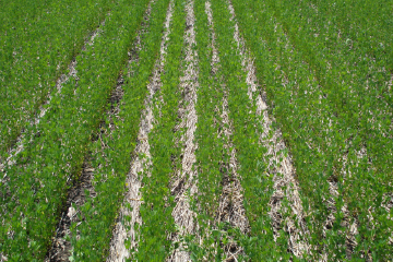 No tillage, peas into wheat residue