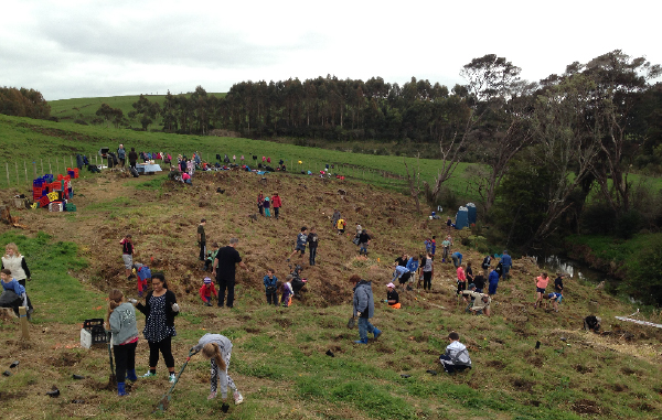 Planting, midway through