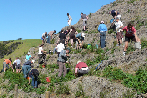 Planting at Twin Hills, Tawharanui