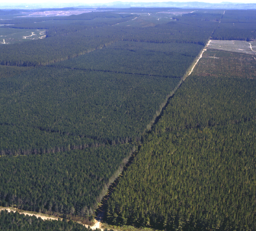 Radiata pine forest