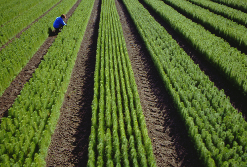 Radiata pine open-ground forestry nursery