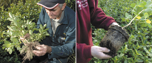 Open-ground root system comparison with container root circling