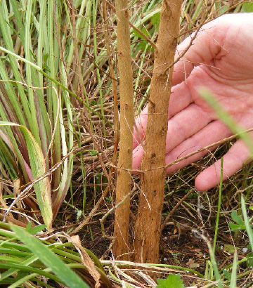 Sandspit Road trial 20091113