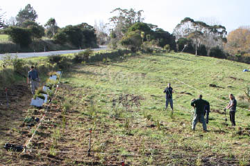 Sandspit Road planting starts