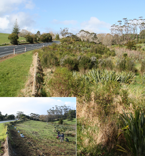 Sandspit Road open-ground vs. container comparison