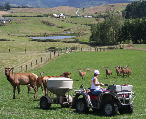 Mahurangi River Winery, cafe terrace