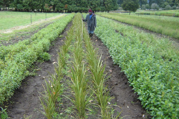 Taupo open-ground beds