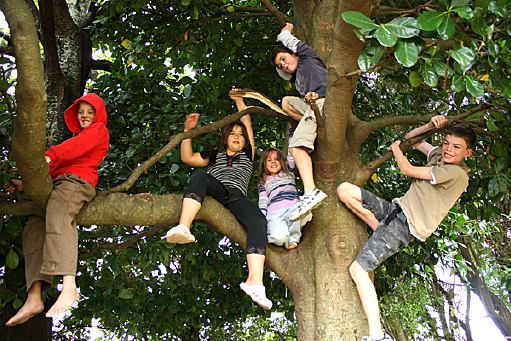 Children tree-climbing, Te Horo School