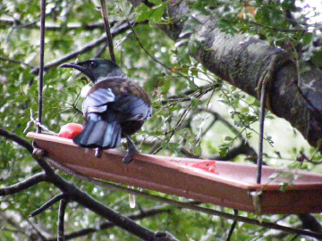 Tūī feeding on persimmon