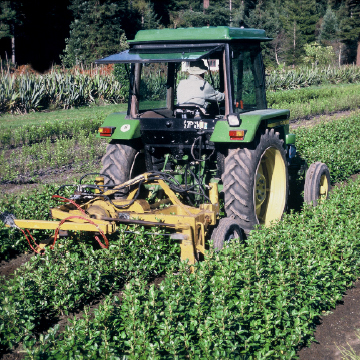 Undercutting seedlings in open-ground beds