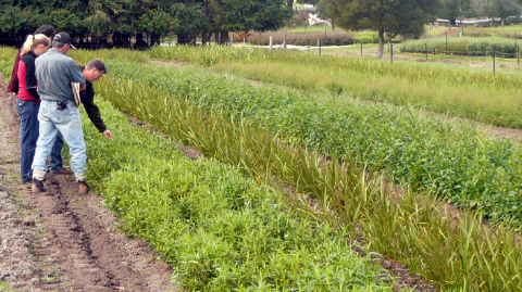 Taupo open-ground nursery, 2008