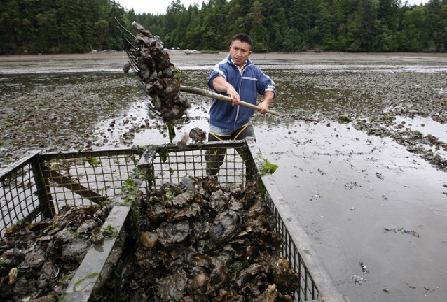 Acidification, oysters, Washington State