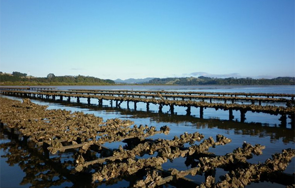 Mahurangi oyster farm