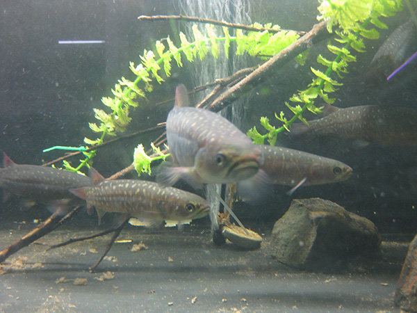 Celebrate whitebait season at the Mahurangi River native fish discovery night