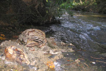 Murray-Darling Initiative website image