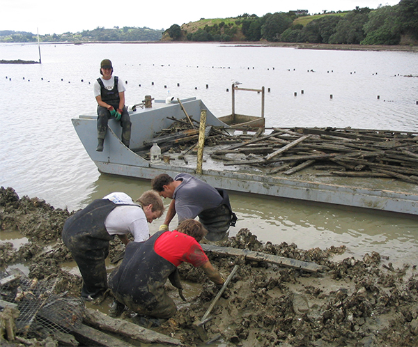 Oyster farmers manually cleaning up derelict racks
