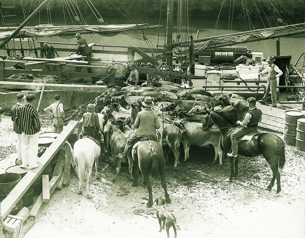 The Jane Gifford loading cattle in Warkworth