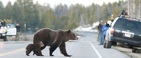 Grizzly other and cub