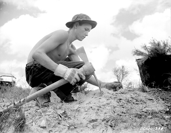 Young Civilian Conservation Corps man tree-planting