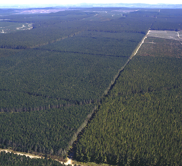 Radiata pine forestry at scale