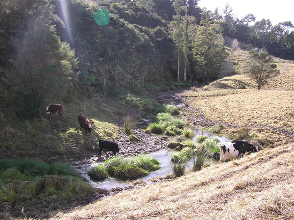 Hepburn Creek Damage