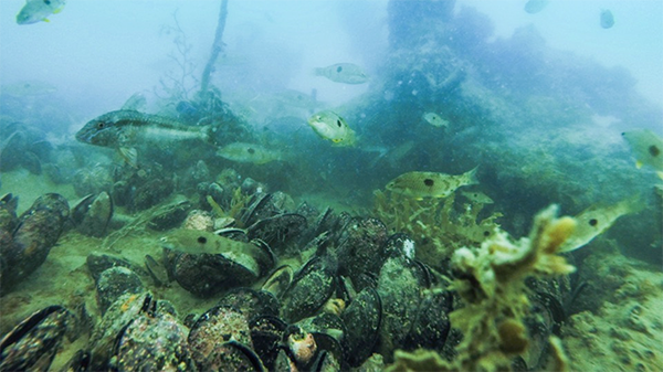 Mahurangi restored mussel reef