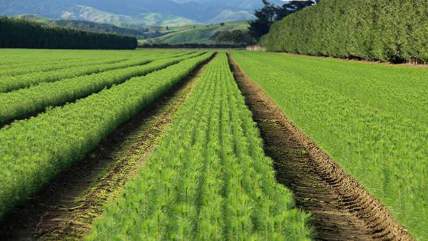 Open-ground nursery, Woodville