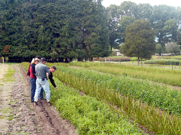 Taupo open-ground nursery, 2008