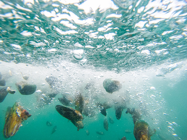 Green-lipped mussels landing in ocean