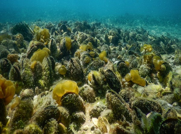 Green-lipped mussel on Hauraki Gulf seabed